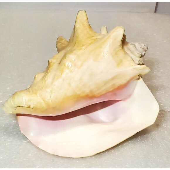 Large Natural Conch Shell 8.5” Pink Horned Seashell Beach Decor Pre-Owned - Picture 10 of 14
